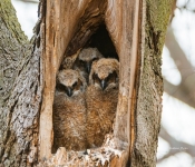 GreatHornOwlet002